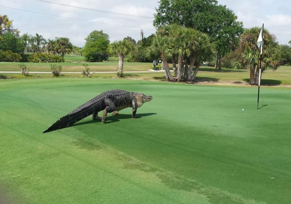 Golf Gator